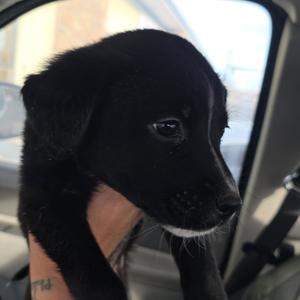 MoonBeam, Mixed Breed (Medium), adult, available for adoption