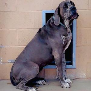 Cookie, Great Dane, adult, available for adoption