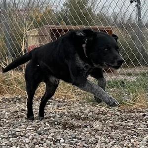 Wyatt, Retriever, Black Labrador, adult, available for adoption