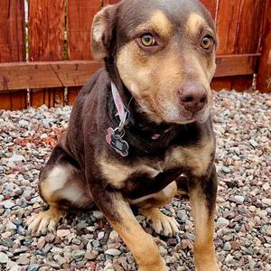 Piper, Terrier, Pit Bull, adult, available for adoption