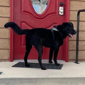 Nico, Retriever, Black Labrador, adult, available for adoption