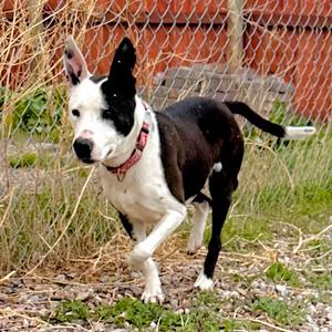 Sadie, Collie, Border, senior, available for adoption