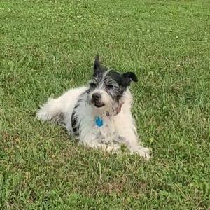 A small black and white dog lying on a grassy field.