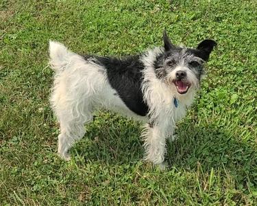 Peanut (Bonded with Copper), Jack Russell Terrier, adult, available for adoption