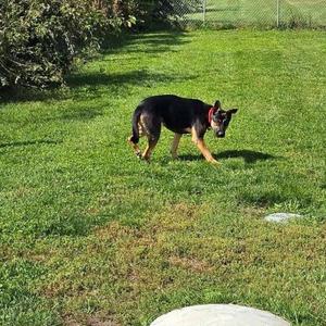 a black and tan dog walking on a grassy lawn