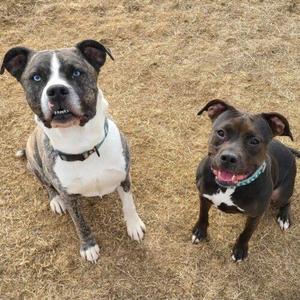 Two dogs sitting on dry grass, one with a white and brindle coat and blue eyes, the other with a black and white coat and a green collar.