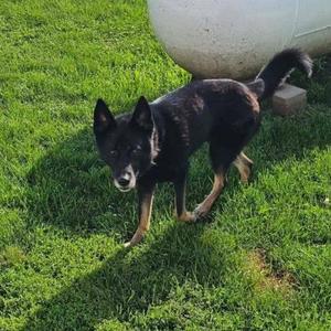 Cash, German Shepherd Dog / Mixed Breed, adult, available for adoption