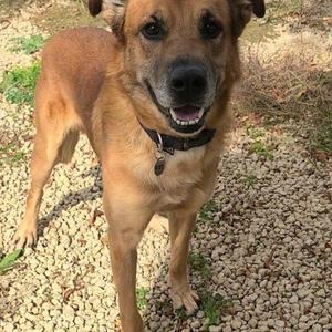 Biggy, German Shepherd Dog / Golden Retriever, adult, available for adoption