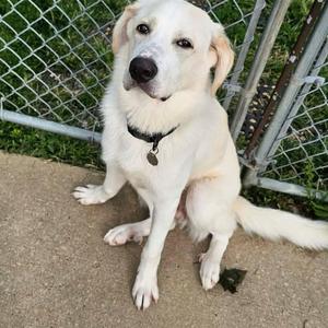 Oso, Border Collie, young, available for adoption