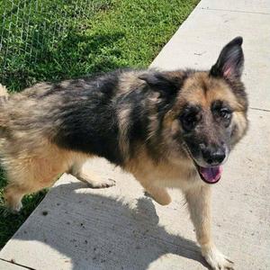 Brie, German Shepherd Dog / Mixed Breed, young, available for adoption