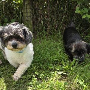 Wick (Bonded with Nugget), Shih poo, senior, available for adoption