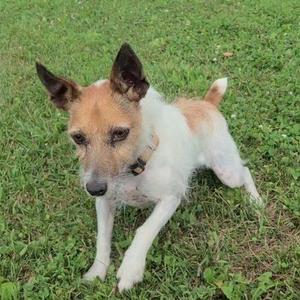 A small dog with a white and brown coat standing on grass.