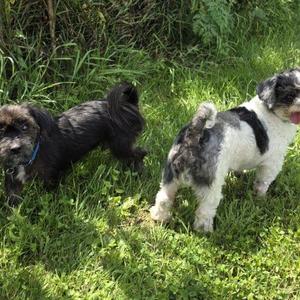 Nugget (Bonded with Wick), Yorkshire Terrier, senior, available for adoption