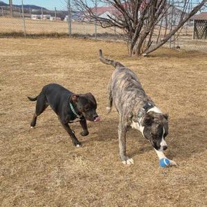 Two dogs playing with a ball in a grassy field