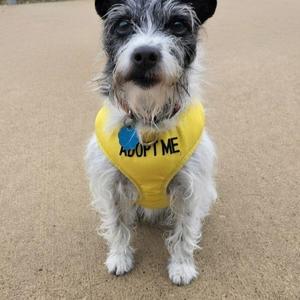 A small dog wearing a yellow bandana with the words "ADOPT ME" written on it.