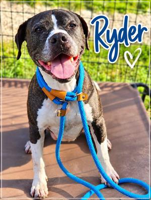 Ryder, Boxer, senior, available for adoption