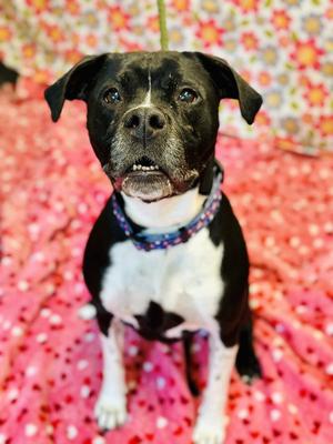 Nala, Pit Bull Terrier, senior, available for adoption