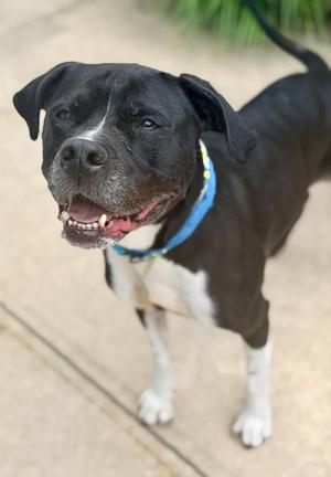 Nala, Pit Bull Terrier, senior, available for adoption