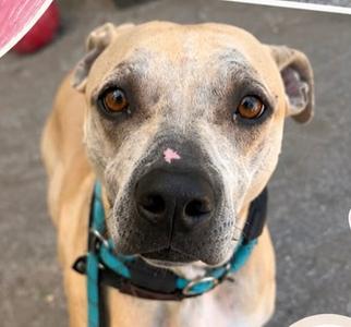 Korra, Hound, adult, available for adoption