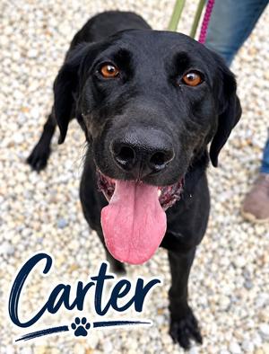 Carter, Labrador Retriever, adult, available for adoption