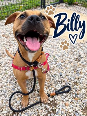 Billy, Pit Bull Terrier, adult, available for adoption