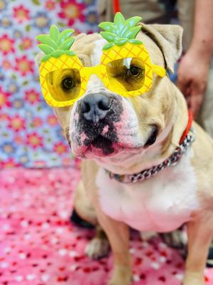 Haze, Pit Bull Terrier, adult, available for adoption