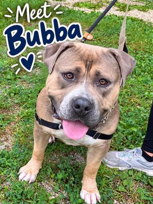Bubba, Bulldog, adult, available for adoption