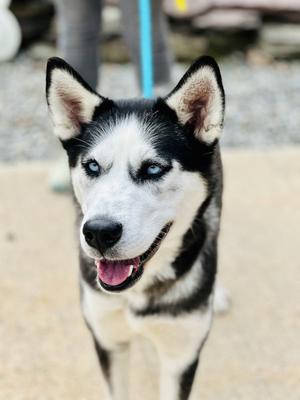 Mia, Siberian Husky, adult, available for adoption