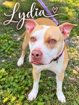 Lydia, Pit Bull Terrier, adult, available for adoption