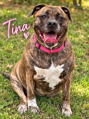Tina, Mastiff, adult, available for adoption