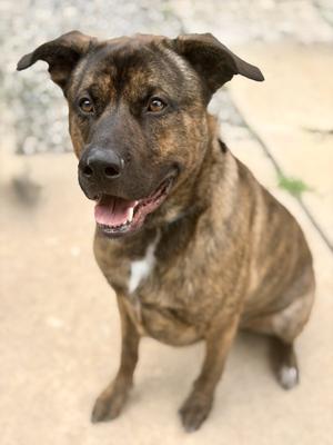 Jeffrey, Mastiff / Shepherd, adult, available for adoption