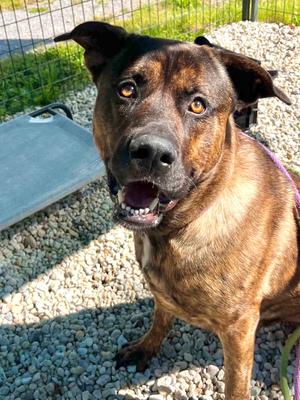 Jeffrey, Mastiff / Shepherd, adult, available for adoption