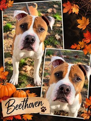Beethoven, Pit Bull Terrier, adult, available for adoption