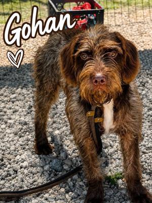 Gohan, Golden Retriever / Pit Bull Terrier, young, available for adoption