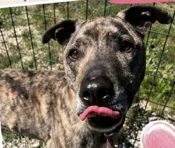Tucker, Catahoula Leopard Dog, adult, available for adoption