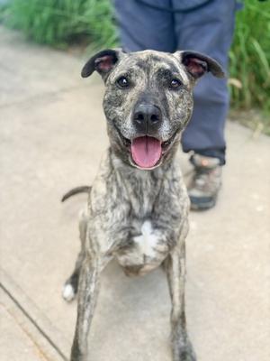 A brindle-colored dog with a white chest and a happy expression, sitting on a sidewalk. The dog has floppy ears and its tongue is out, showing a friendly demeanor. In the background, a person's legs and feet are visible, wearing blue jeans and brown shoes.