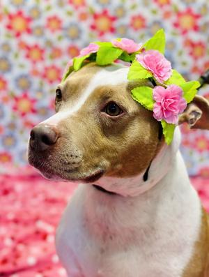 Amber, Pit Bull Terrier, adult, available for adoption