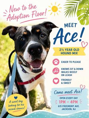 Ace, Hound / Pit Bull Terrier, adult, available for adoption