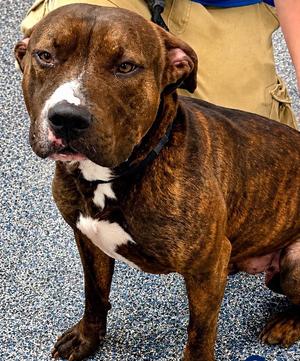 Ares, Pit Bull Terrier, adult, available for adoption