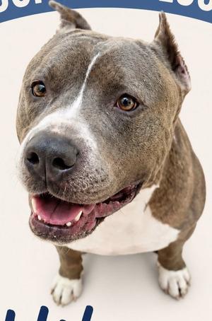 Hikaru, Pit Bull Terrier, adult, available for adoption