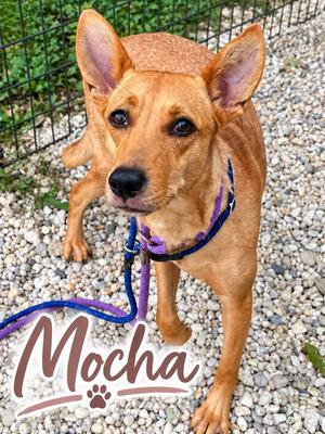 Mocha, Basenji, adult, available for adoption