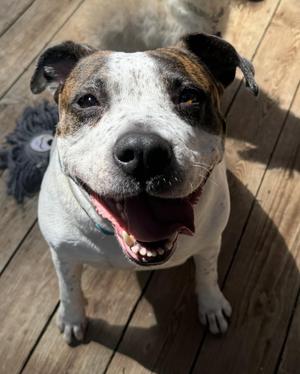 Gracie Ann - VIDEO, Boxer, young, available for adoption