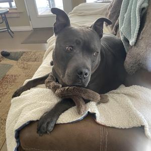 A gray pitbull dog with wide eyes lies on a couch with a stuffed toy.