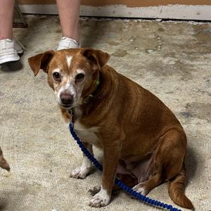 Tinsley, Beagle / Chihuahua, adult, available for adoption