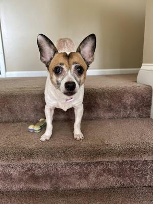 Dolly, Chihuahua, adult, available for adoption