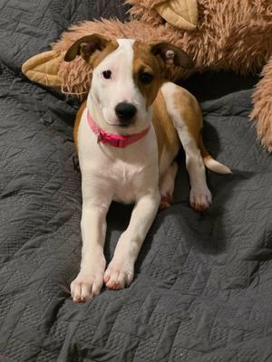 Speery, Jack Russell Terrier, puppy, available for adoption