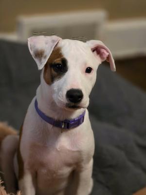 Dockers, Jack Russell Terrier, puppy, available for adoption
