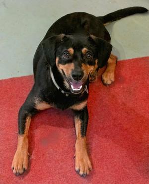 Puma, Beagle / Black Labrador Retriever, puppy, available for adoption