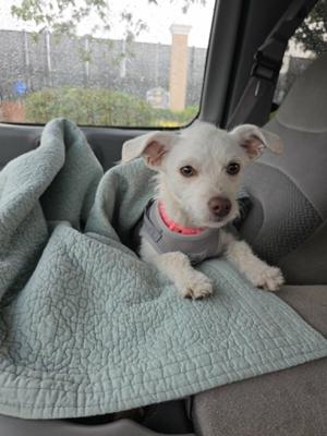 A small white dog with floppy ears is sitting in the back seat of a car, wrapped in a green blanket. The dog is wearing a pink collar and looking directly at the camera.
