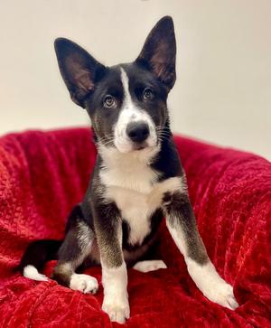 A black and white puppy with large ears sitting on a red blanket.